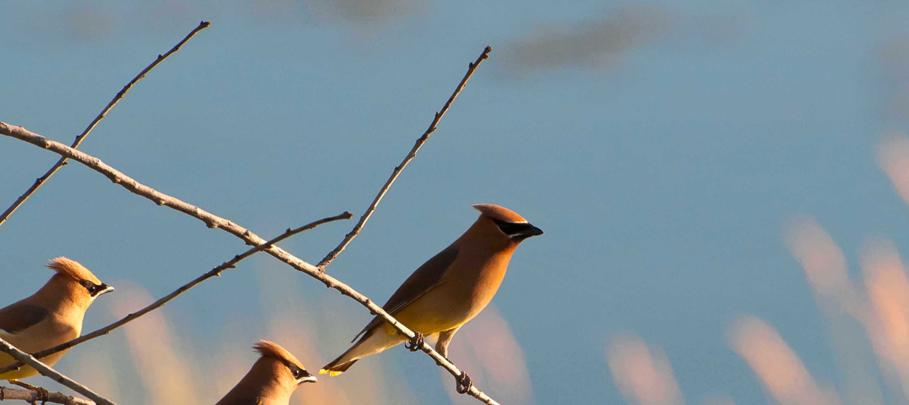 Cedar Waxwings