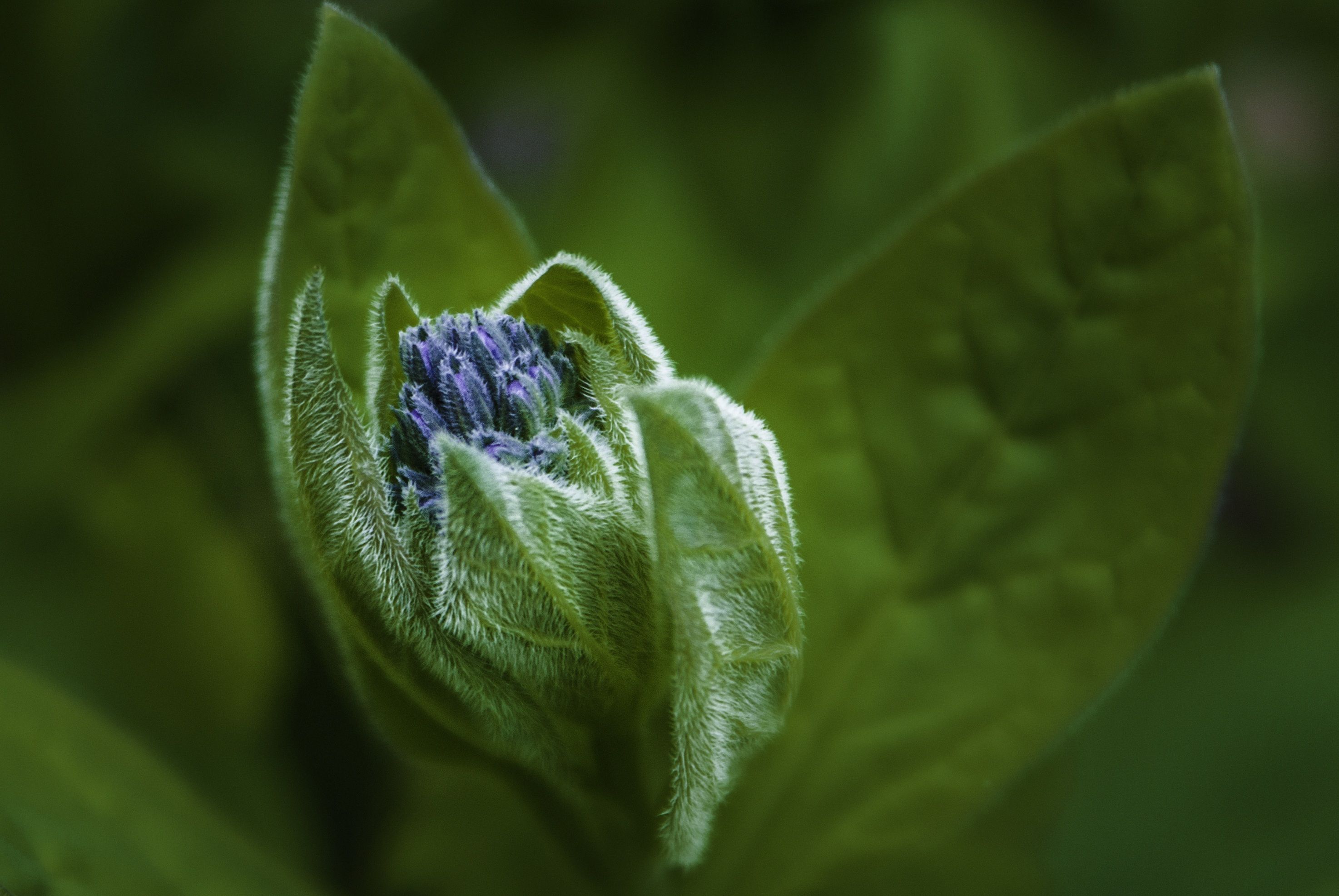 Native wildflower blooming